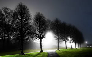 Lighted Tree Avenue Night Wallpaper