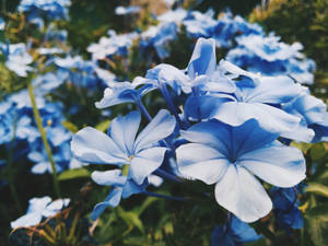Lilac Blue Flower Garden Wallpaper