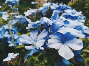 Lilac Blue Flower Garden Wallpaper