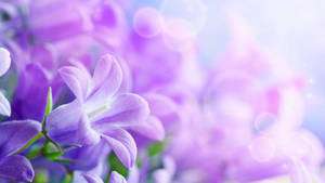 Lilac Light Purple Flowers Art Wallpaper