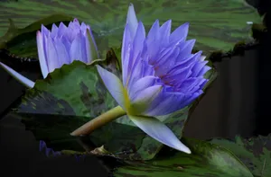 Lily Pods In Water Wallpaper