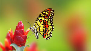 Lime Butterfly On Flower Petals Wallpaper