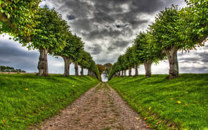 Lined-up Trees Nature Computer Wallpaper