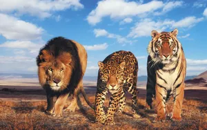 Lion And Tiger With Leopard Wallpaper