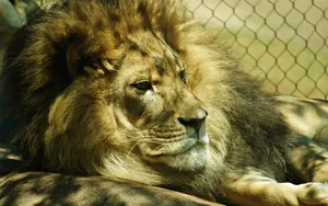 Lion Captured Wallpaper