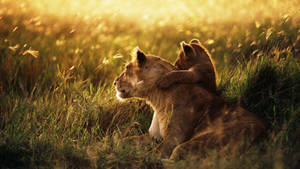 Lion Cub Holding Lioness Wallpaper