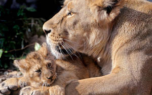 Lion Cub In Mother's Arms Wallpaper