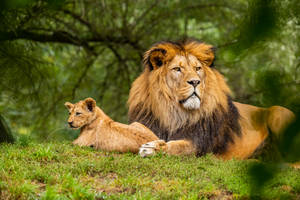 Lion Cub Lazing With Pride Male Wallpaper