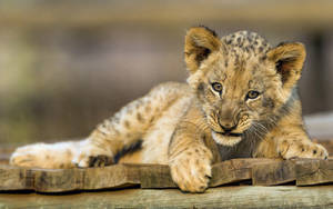 Lion Cub On Wooden Planks Wallpaper