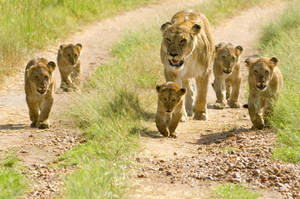 Lion Cubs In The Wild Wallpaper
