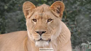 Lion Headshot Wallpaper