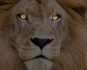 Lion Hunting Eyes Wallpaper