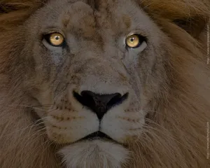 Lion Hunting Eyes Wallpaper