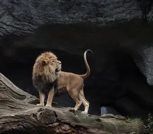 Lion In Its Den Wallpaper
