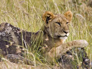 Lion In The Grass Wallpaper