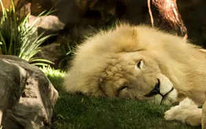 Lion, King Of Beasts, Mane Wallpaper