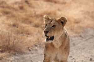 Lioness Hunting For Food Wallpaper