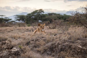 Lioness In The Savanna Wallpaper