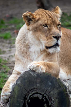 Lioness On An Old Log Wallpaper