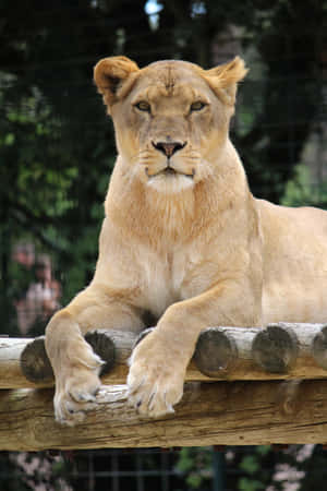 Lioness With Alert Look Wallpaper