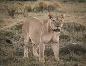 Lioness With Mouth Open Wallpaper