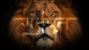 Lion’s Face Rajputana Hd Wallpaper