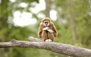 Little Gibbon On Branch Wallpaper
