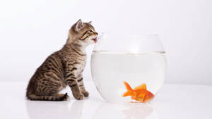 Little Kitten And Goldfish Wallpaper