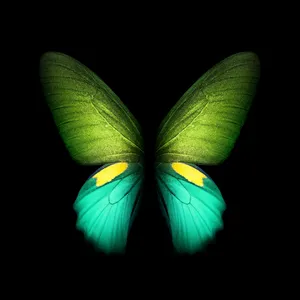 Live Stylish Butterfly Wallpaper