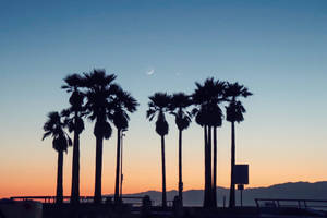 Lo Fi Sunset And Palm Trees Wallpaper