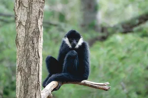 Lone Black Gibbon Wallpaper