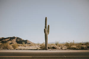 Lone Cactus On Desert Mountain Road Wallpaper