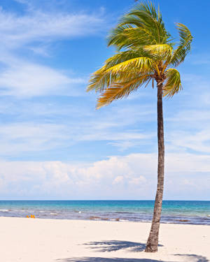 Lone Coconut Tree Wallpaper