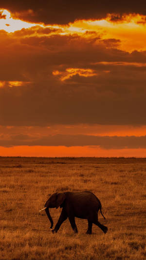 Lone Elephant Africa Iphone Wallpaper