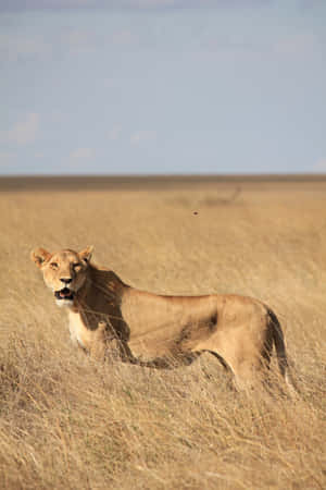 Lone Lioness In A Grassland Wallpaper