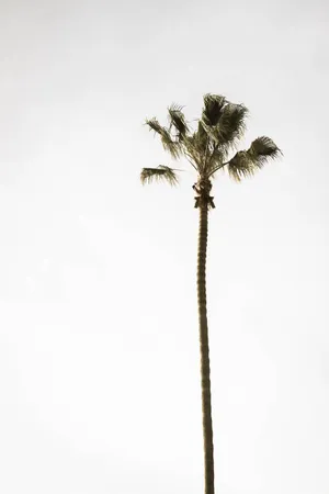 Lone Palm Tree Wallpaper