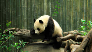 Lone Panda In A Zoo Wallpaper