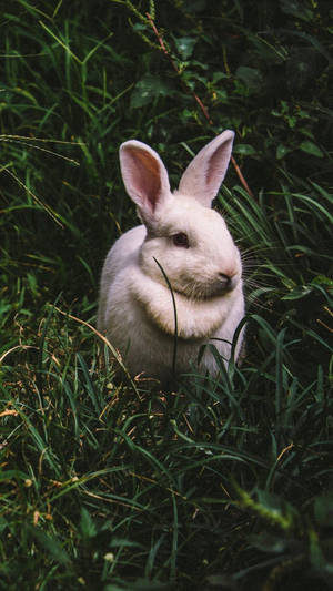 Lone Pink Baby Bunny Wallpaper