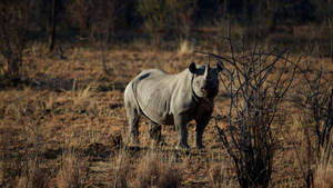 Lone Rhinoceros In Safari Wallpaper