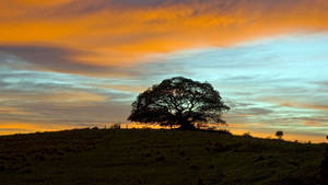 Lone Tree 4k Ultra Hd 2160p Wallpaper