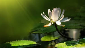 Lone White Lotus Flower Wallpaper