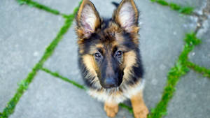 Lonely German Shepherd Puppy Wallpaper