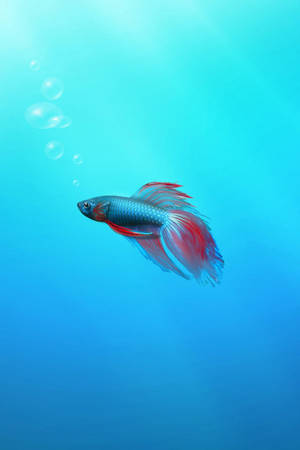 Lonely Siamese Fighting Fish Iphone Wallpaper
