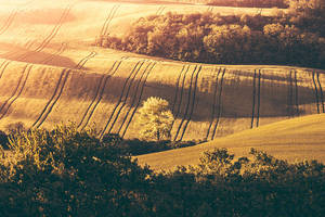 Lonely Tree In The Hills Wallpaper