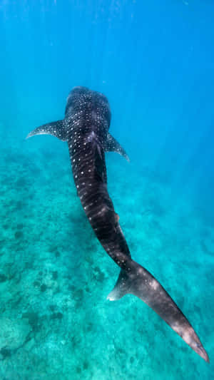 Long Massive Black Whale Shark Wallpaper