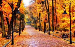 Long Pathway During Fall Wallpaper