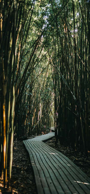 Long Wood Plank Bamboo Forest Way Wallpaper