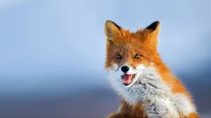 Look At This Cool Fox! Wallpaper