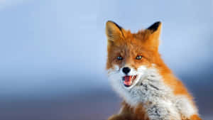 Look At This Cool Fox! Wallpaper