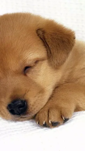 Look At This Fluffy Puppy, Aren't They Adorable? Wallpaper